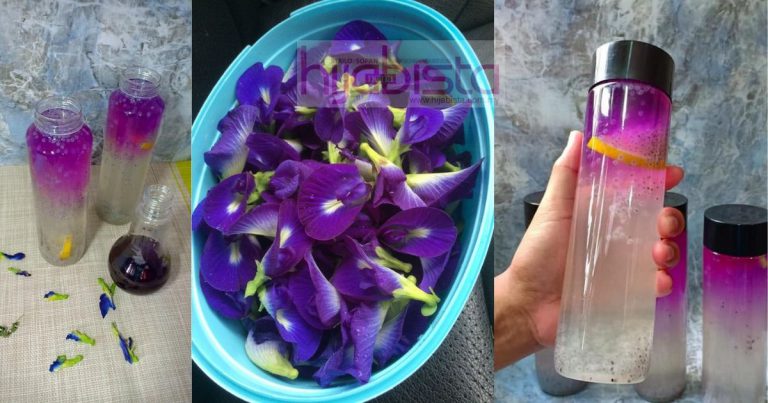 Khasiat Air Telang Selasih Lemon, Boleh Sejukkan Badan & Redakan Sembelit