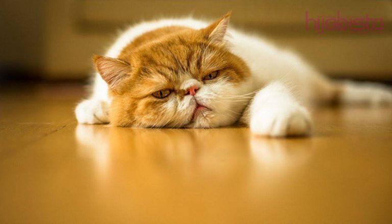 Kucing Kencing Merata, Guna Serai Pun Salah Satu Cara Latih Si Bulu Membuang Di Tandas.