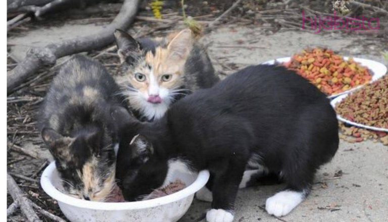 ‘The Power Of Sedekah’ Beli Makanan Kucing RM5, Lelaki Ini Daripada Menganggur Terus Dapat 2 Tawaran Kerja