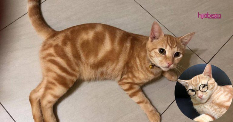 Kucing Bukan Sekadar Makhluk Suka Tidur Tapi Lindungi Tuannya Di Malam Hari Dari Roh Jahat