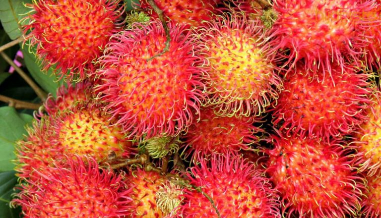 Rambut Semakin Berkurang! Rawat Dengan Petua & Tonic Hebat Untuk Rambut Kembali Lebat