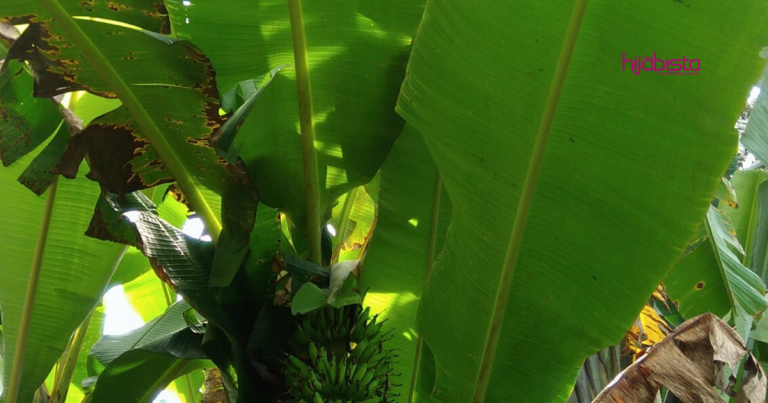 Daun Pisang Boleh Jadi Agen Anti Kedut, Bukan Cakap Kosong, Saintis Korea Dah Buat Kajian