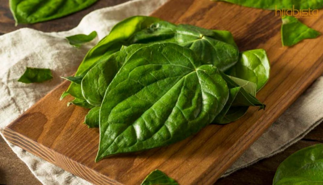 8 Manfaat Daun Sirih Untuk Kecantikan Dan Kesihatan. Penting Bagi