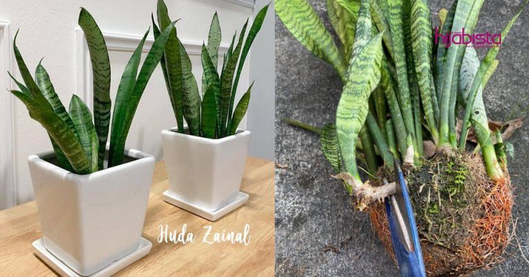 Tanam Pokok Snake Plant Dalam Rumah Bukan Sahaja Bersihkan Udara Tapi Dapat Kurangkan Habuk