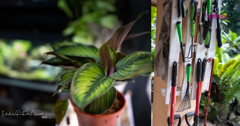 Lelaki Ini Kongsi Tip Untuk Yang Baru Berjinak-jinak Tanam Indoor Plant, Barulah Hasil ‘Meletops’