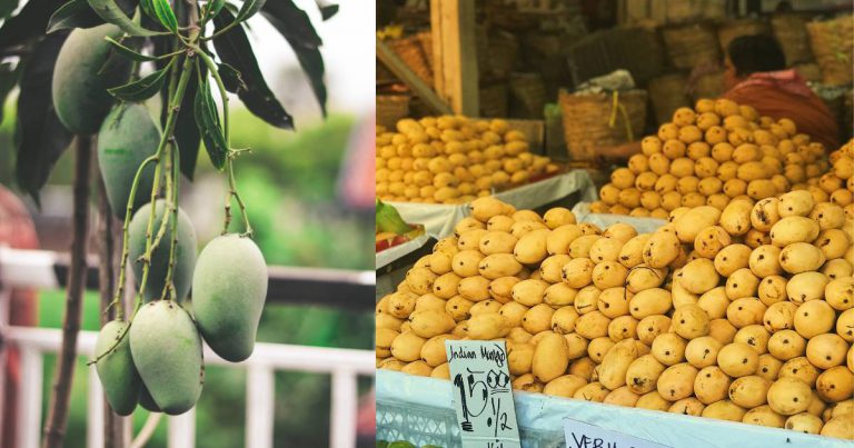 Membantu Usus Menjadi Lebih Sihat, Ini Kelebihan Buah Mangga Yang Popular.