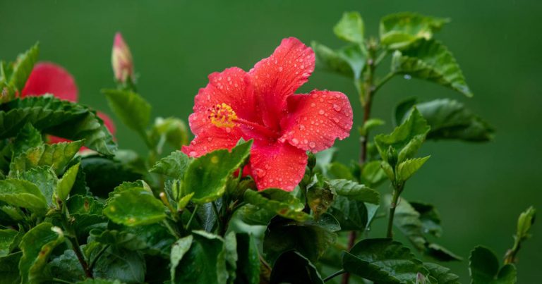 Petua Rambut Cantik dan Lebat Menggunakan Bunga Raya.