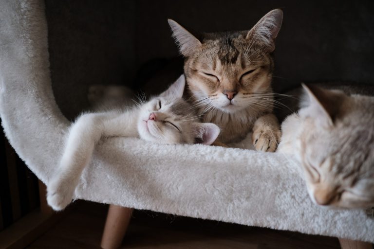 Hukum Jual Beli Kucing Dalam Islam, Pencinta Kucing Harus Ambil Tahu