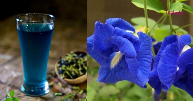 Amalkan Minum Teh Bunga Telang, Wajah Awet Muda, Kulit Tegang & Tak Berkedut