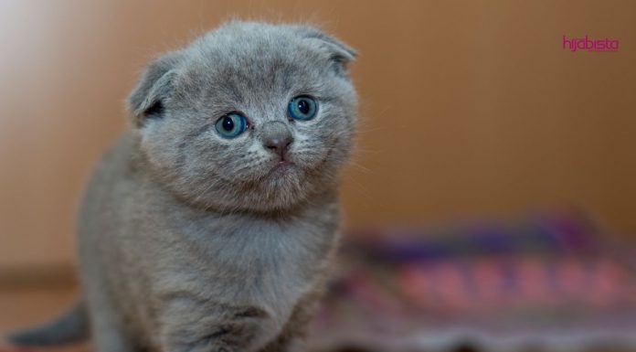 Hukum Jual Beli Kucing Dalam Islam, Pencinta Kucing Harus Ambil Tahu