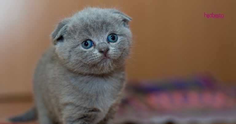 Hukum Jual Beli Kucing Dalam Islam, Pencinta Kucing Harus Ambil Tahu