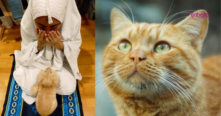 Kucing & Segala Haiwan Yang Kita Pelihara Boleh Jadi ‘Mesin Pahala,’ Jangan Zalimi Makhluk Allah Ini
