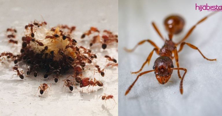 Jangan Bunuh Semut, Sebaliknya ‘Tegurlah’ Mereka Supaya Berpindah Dari Situ