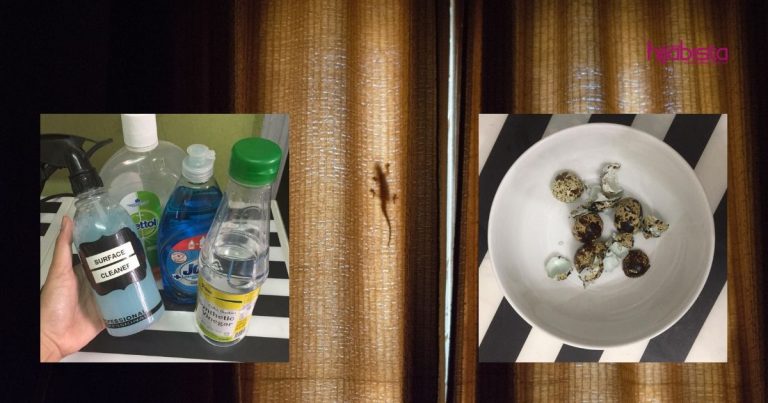 Wanita Ini Kongsi Tip Elak Cicak ‘Berkampung’ Di Dalam Rumah Antaranya Letak Kulit Telur Puyuh