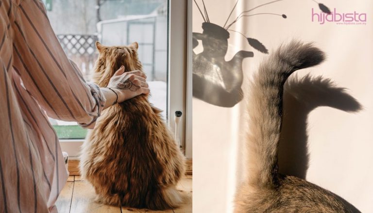 Pasca Pemandulan, Metabolisme Kucing Akan Berubah. Si Pecinta Kucing Perlu Ambil Tahu