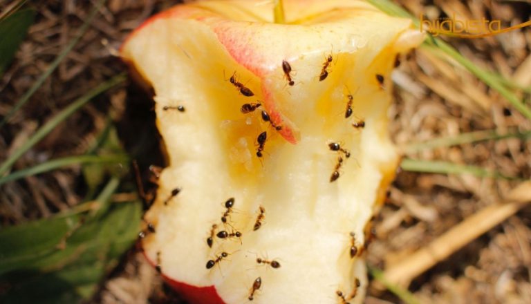 Halau Semut Dengan Bahan Semula Jadi Di Rumah. Mudah Dan Selamat!