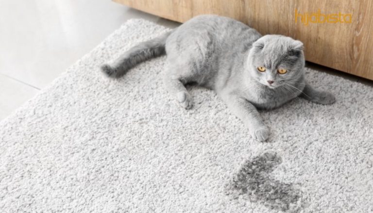 Cara Mudah Bersihkan Noda Dan Bau Haiwan Peliharaan, Tanpa Peralatan Mewah