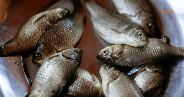 Jangan Terus Letak Ikan & Ayam Dalam Sinki, Masuk Dalam Bekas, Ini Sebabnya…