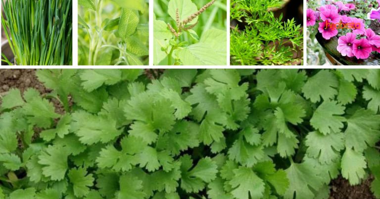 Halau Serangga Perosak Dengan ENAM Tanaman Ini, Jimat & Tiada Kesan Sampingan
