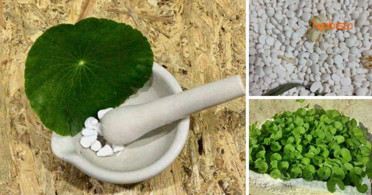 Kuasa Hebat Bedak Sejuk Campur Pegaga, Bintik Hitam & Jeragat Lenyap, Kulit Wajah Pun Glowing