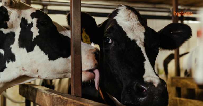 Ibadah Korban Di Jepun, Ada Prosedur Sembelihan Yang Mesti Diikut, Begitu Sistematik & Efisien