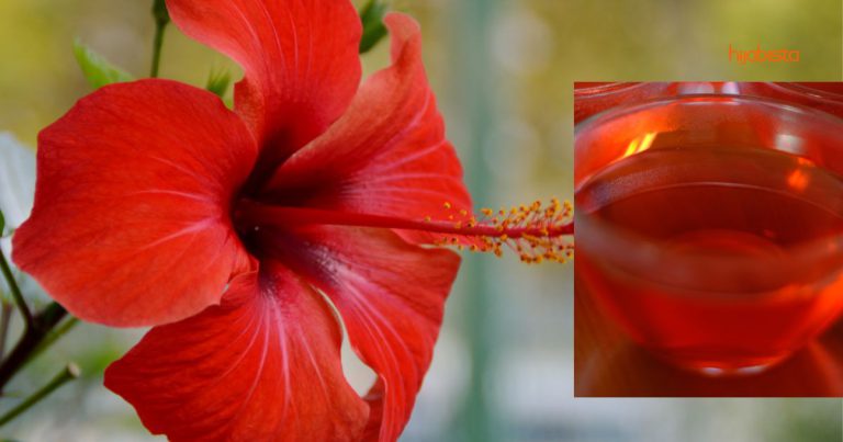 Teh Bunga Raya Bantu Ubati Selesema, Sembuhkan Sakit Tekak & Batuk, Badan Pun Jadi Bertenaga