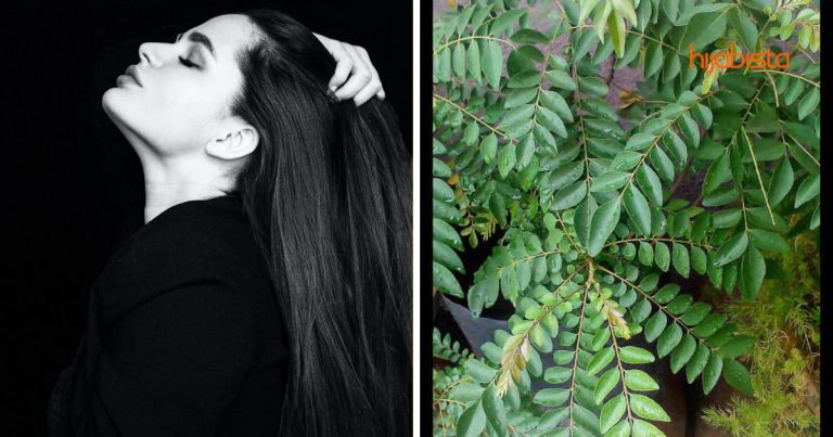 Daun Kari Bukan Hanya Guna Untuk Masak Kari Tapi Boleh Buat Tonik Rambut & Cegah Uban