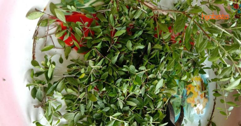 Daun Inai Bukan Sekadar Penghias Kuku Tapi Boleh Bantu Rawat Macam-macam Penyakit