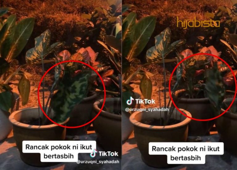 Pokok Meliuk Lentuk ‘Rancak’ Berzikir, Mungkinkah Petanda Malam Lailatul Qadar?