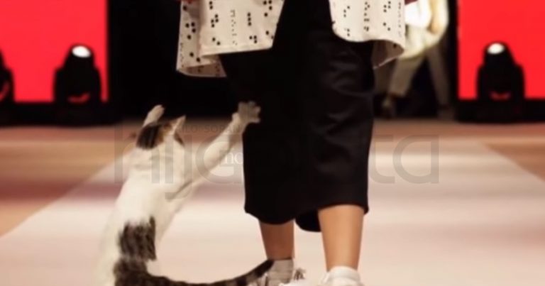 Tular Video Kucing Buat Catwalk & ‘Ajar’ Model Cara Jalan Dengan Betul Atas Pentas Cuit Hati Netizen
