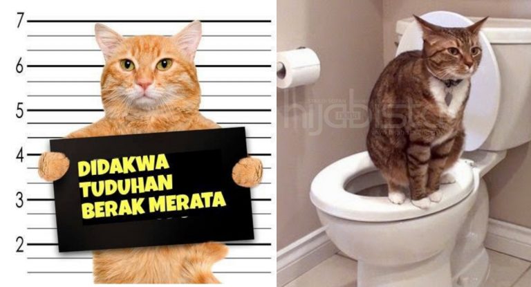 Sebelum Anda Dakwa Kucing Kesayangan, Ini Cara Mudah Nak Latih KUCING KENCING Di Tandas.