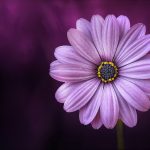 flower-purple-lical-blosso (1)